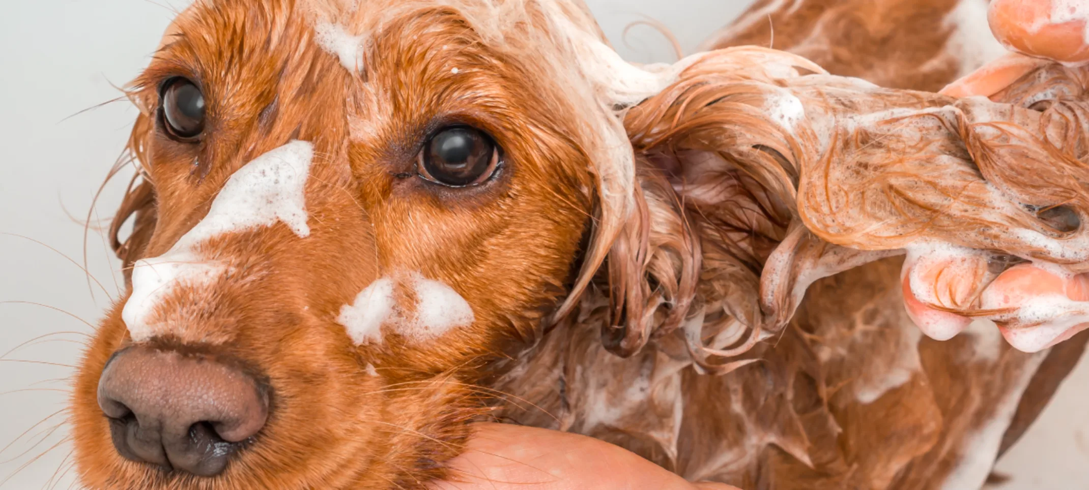 Dog in bath with soap all over him